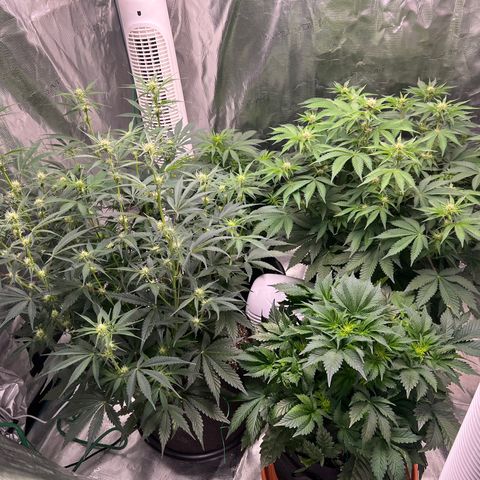 Amnesia Haze growlog timeline photo
