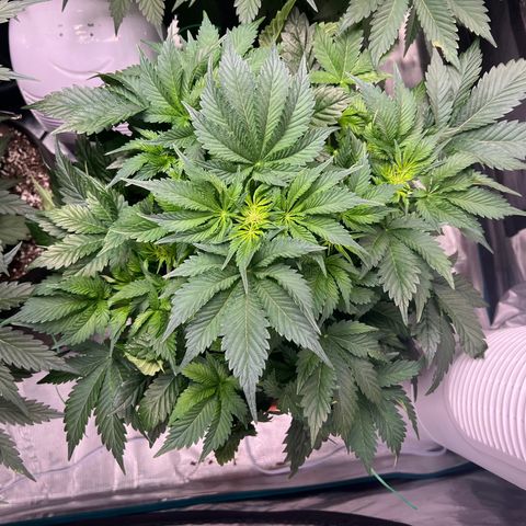 Mesphito - CDLC growlog timeline photo