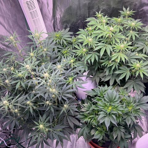 Mesphito - CDLC growlog timeline photo