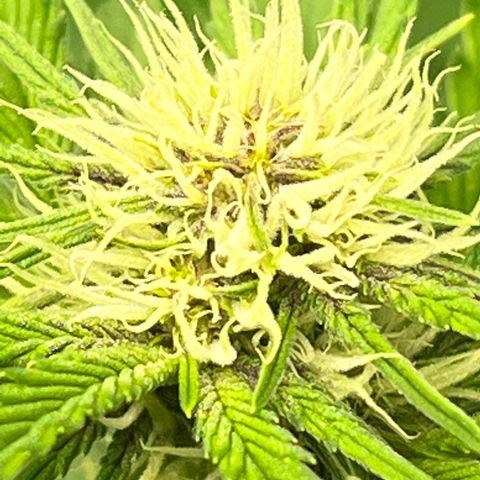 Gelato growlog timeline photo