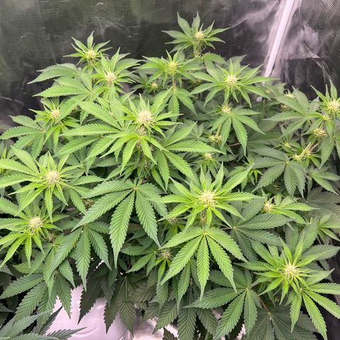 Gelato growlog timeline photo