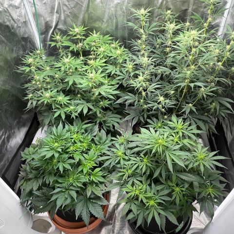 Gelato growlog timeline photo