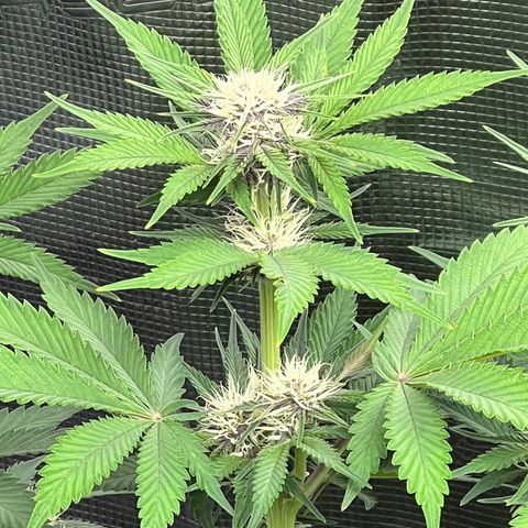 Gelato growlog timeline photo