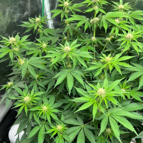 Gelato growlog timeline photo