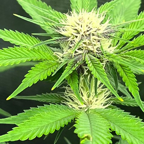 Gelato growlog timeline photo