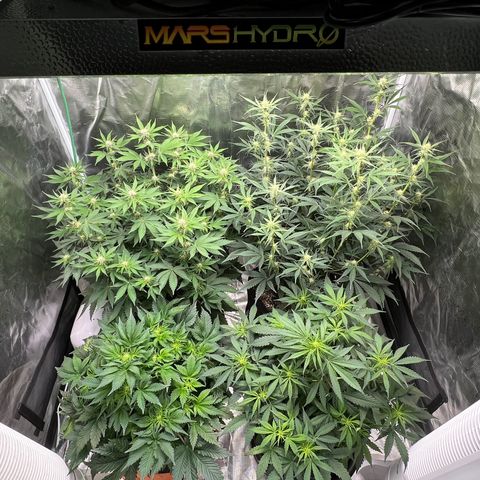 Amnesia Haze growlog timeline photo