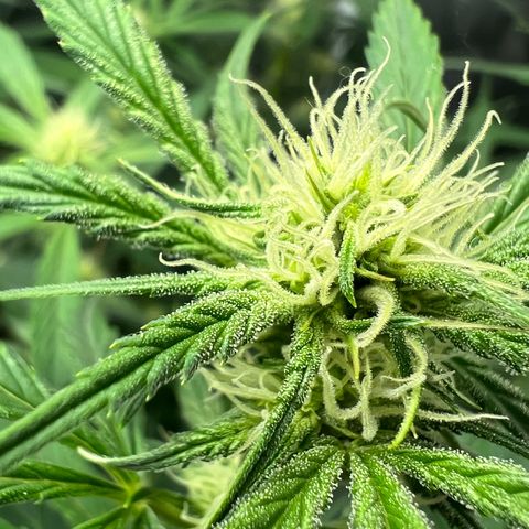Queens Banner growlog timeline photo