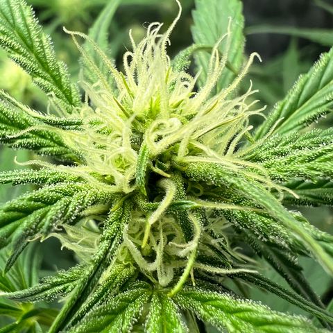 Queens Banner growlog timeline photo