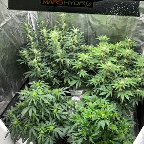 Queens Banner growlog timeline photo