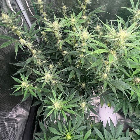 Queens Banner growlog timeline photo