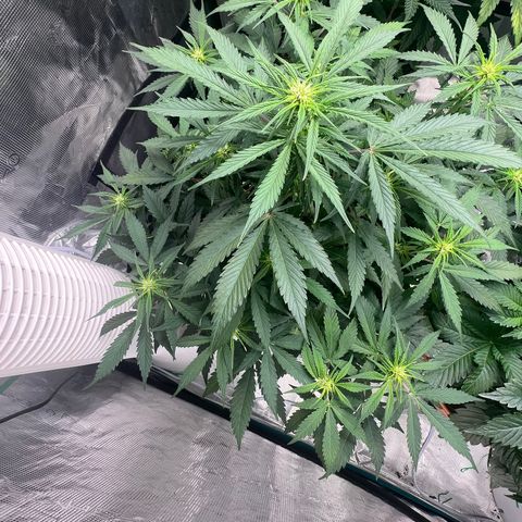 Amnesia Haze growlog timeline photo
