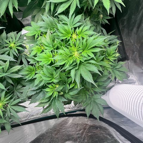 Mesphito - CDLC growlog timeline photo
