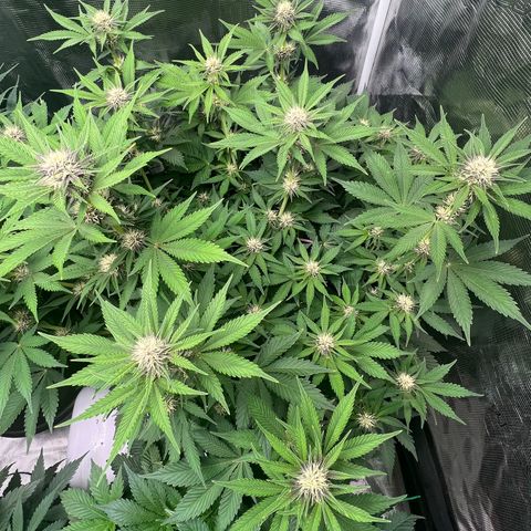 Gelato growlog timeline photo