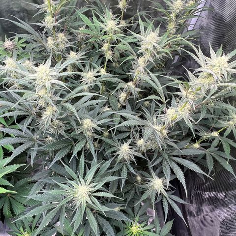 Queens Banner growlog timeline photo
