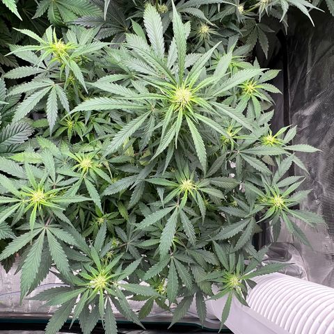 Amnesia Haze growlog timeline photo