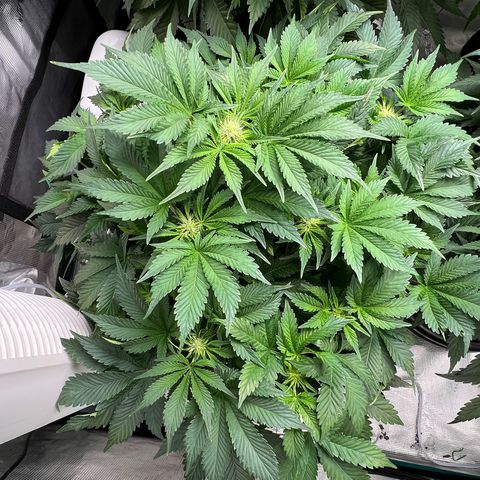 Mesphito - CDLC growlog timeline photo