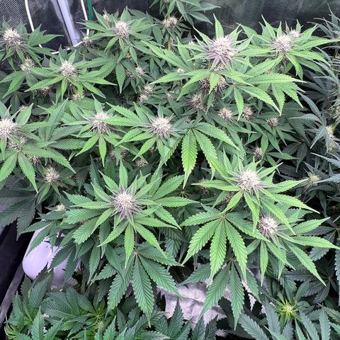Gelato growlog timeline photo