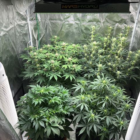 Amnesia Haze growlog timeline photo