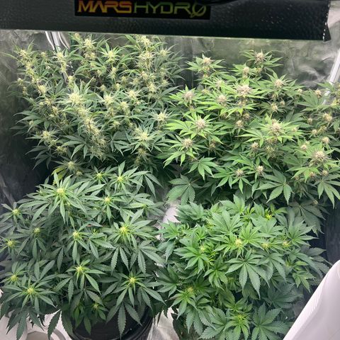Amnesia Haze growlog timeline photo