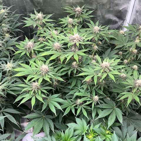 Gelato growlog timeline photo