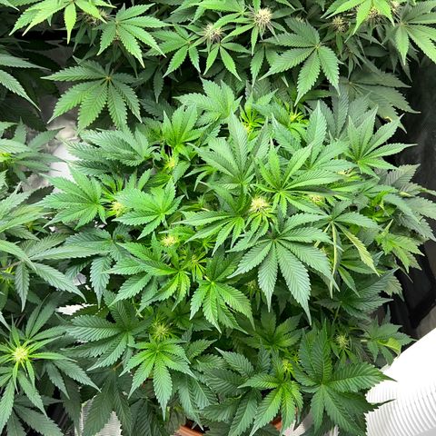 Mesphito - CDLC growlog timeline photo