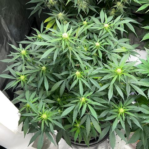 Amnesia Haze growlog timeline photo