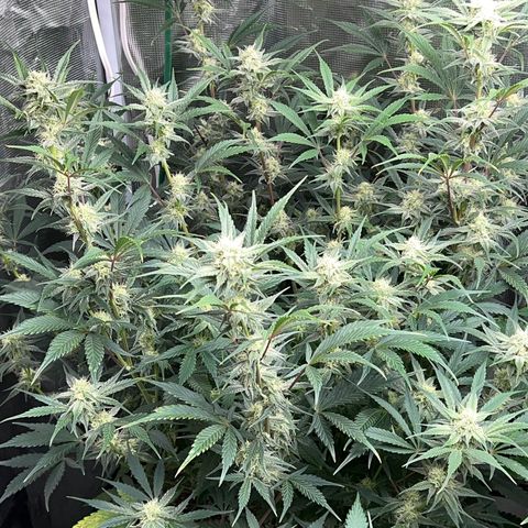 Queens Banner growlog timeline photo