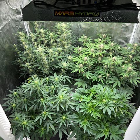 Queens Banner growlog timeline photo