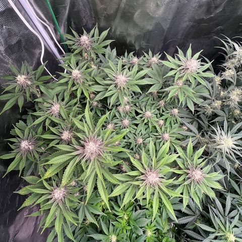 Gelato growlog timeline photo
