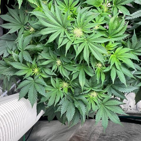 Mesphito - CDLC growlog timeline photo
