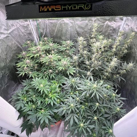 Mesphito - CDLC growlog timeline photo