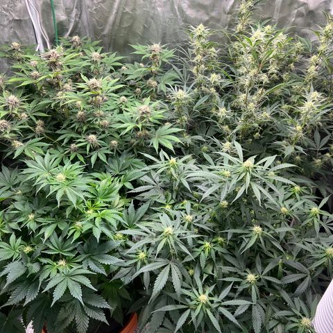 Amnesia Haze growlog timeline photo
