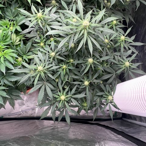 Amnesia Haze growlog timeline photo