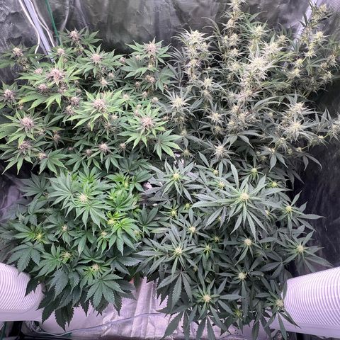Queens Banner growlog timeline photo