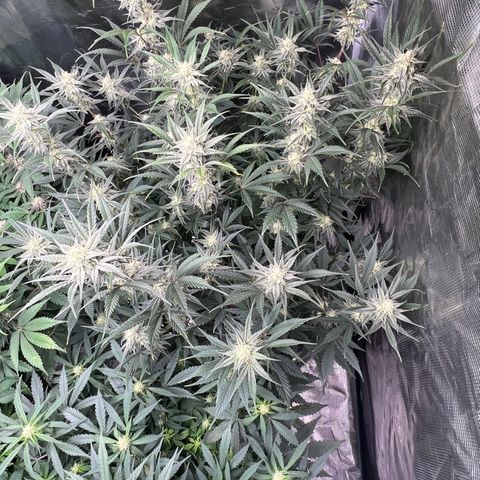 Queens Banner growlog timeline photo