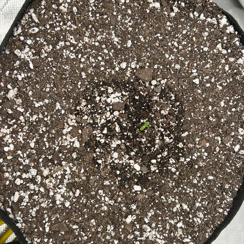 Planet of the Grapes growlog timeline photo