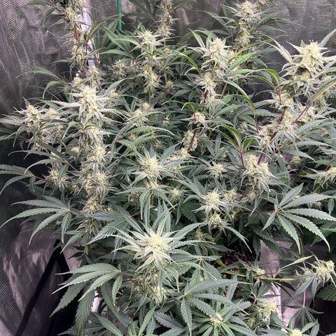 Queens Banner growlog timeline photo