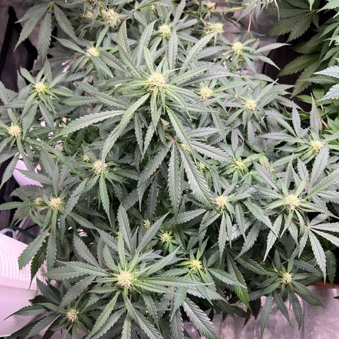 Amnesia Haze growlog timeline photo