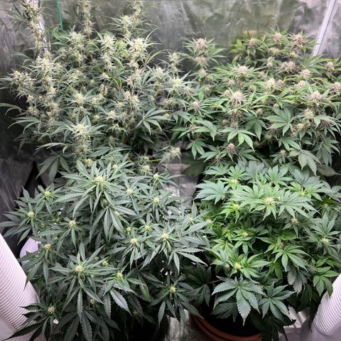 Amnesia Haze growlog timeline photo