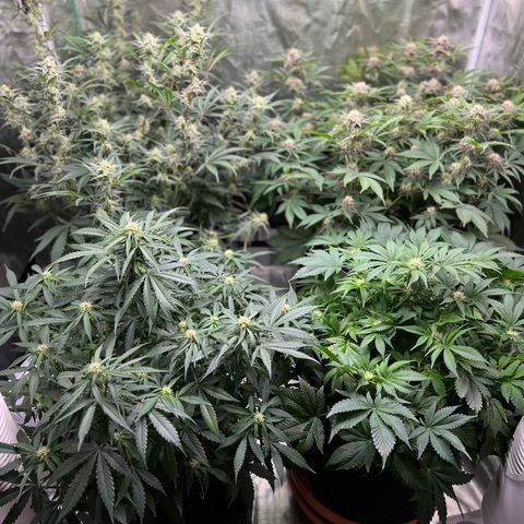 Mesphito - CDLC growlog timeline photo