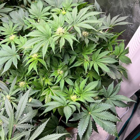 Mesphito - CDLC growlog timeline photo