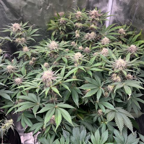 Gelato growlog timeline photo