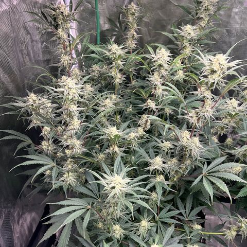 Queens Banner growlog photo: Pm