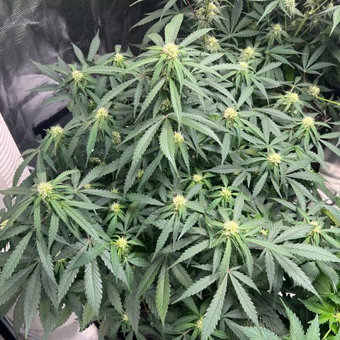 Amnesia Haze growlog photo: Pm