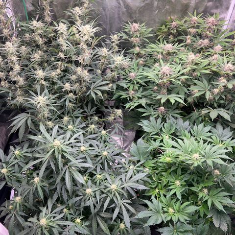 Queens Banner growlog photo: Pm
