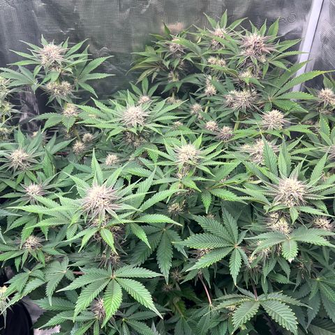 Gelato growlog photo: Pm