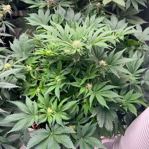 Mesphito - CDLC growlog photo: Pm