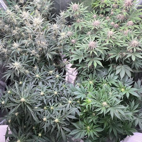 Amnesia Haze growlog timeline photo