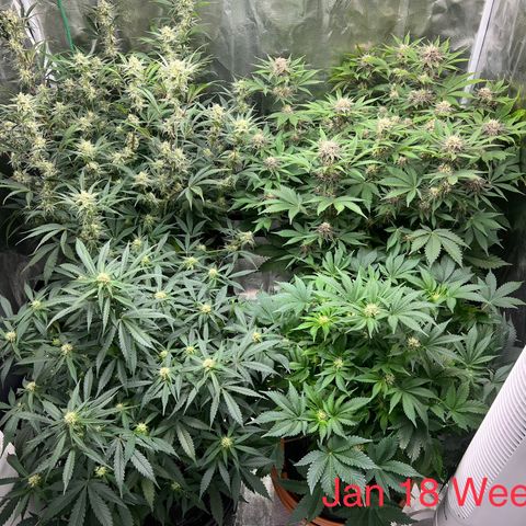 Amnesia Haze growlog timeline photo