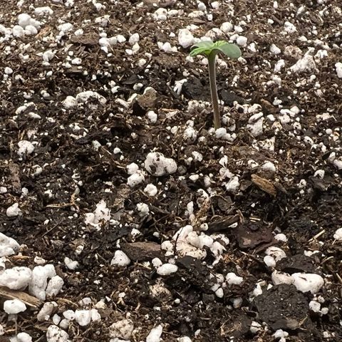 Planet of the Grapes growlog timeline photo
